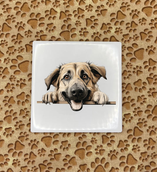 Printed Dog Coasters - Medium / Large Breed