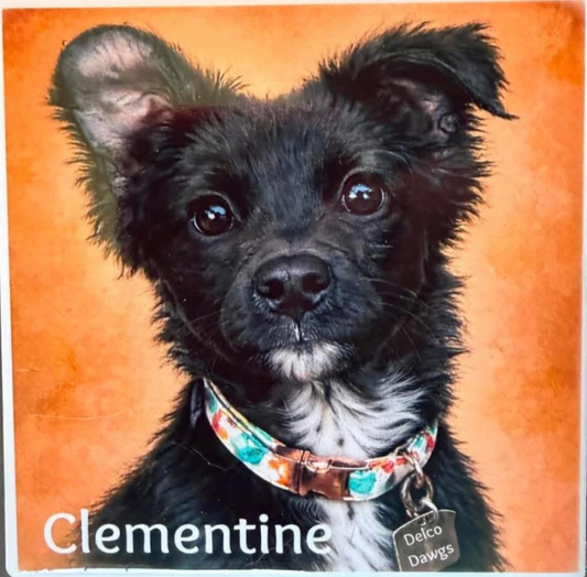 Delco Dawgs Clementine Fundraiser - Printed Dog Coaster