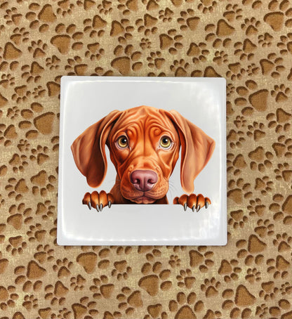 Personalized Dog Coasters - Medium / Large Breed